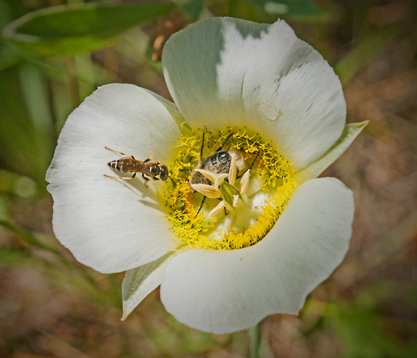 Mariposa Lily 3.jpg